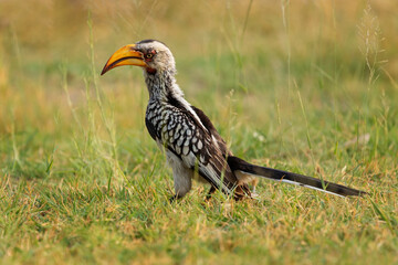 Yellow-billed toko in Etosha National Park. Namibia