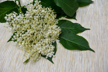 Blooming elderflower in garden .
