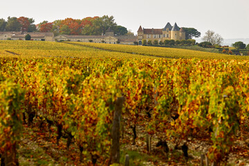 Fototapeta na wymiar Bordeaux Chateau d'Yquem