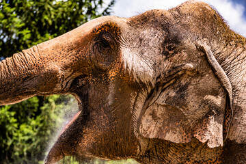 African bush elephant drinking water