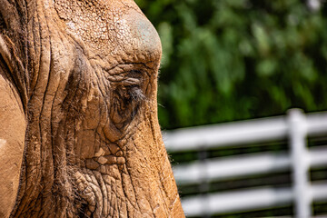Portrait of a beautiful African bush elephant