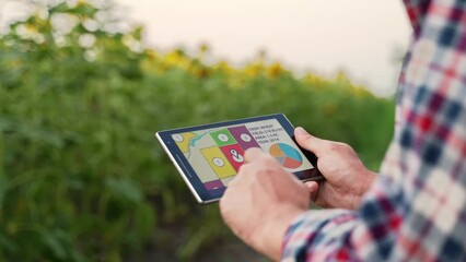 Farmer using online data management software, differential fertilizer application maps, slides charts. Agronomist works with touch screen to control, analyse agriculture business in sunflower field.