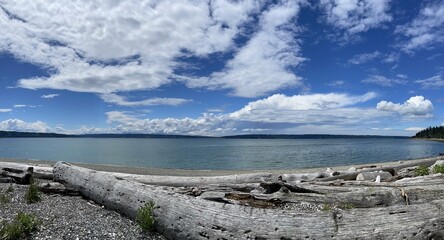 Driftwood on the beach with blue sky and puffy clouds