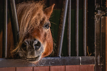 Mini Shetland Pony in the barn