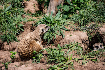 African Meerkats in their daily lives