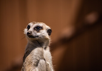 Portrait photo of an African Meerkat