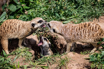 African Meerkats arguing with eachoter