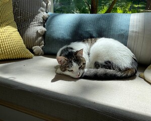 Cat laying on a window bench with yellow and blue pillows