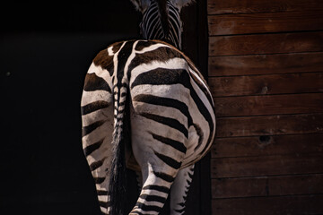 Funny African zebra buttocks in front of the barn