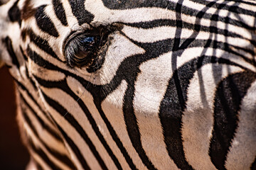 Closeup photo of an African zebra eye and head 