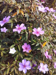 flowers in the garden