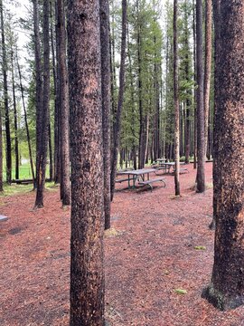 Picnic area with trees and river in the background