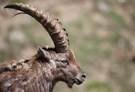 mountain goat in the wild