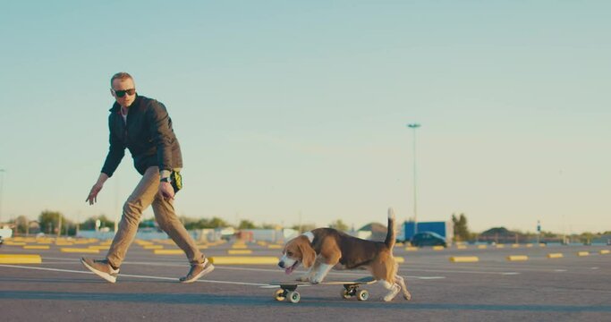 Beagle dog trains to ride skateboard with its owner. Slow motion