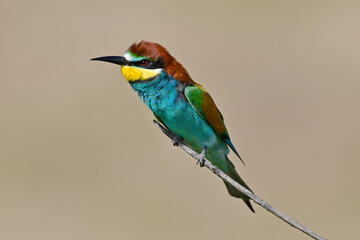 European bee-eater // Bienenfresser (Merops apiaster) - Greece