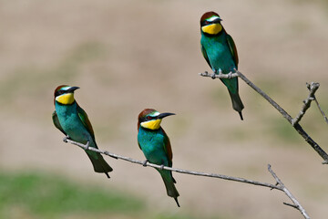 European bee-eater // Bienenfresser (Merops apiaster) - Greece