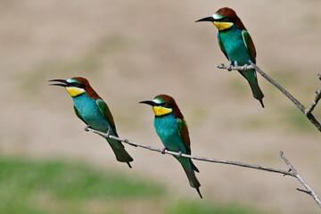 Bienenfresser // European bee-eater (Merops apiaster)