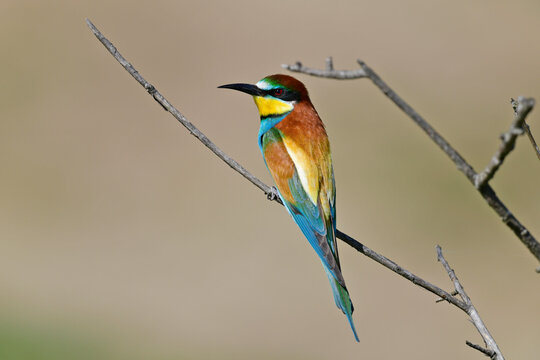 European bee-eater // Bienenfresser (Merops apiaster) - Greece