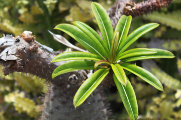 floral background, inflorescence, lush, green, thin leaves on a dark dry cactus in natural nature