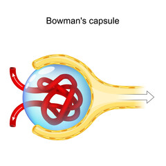 Bowman's Capsule Structure. renal corpuscle anatomy