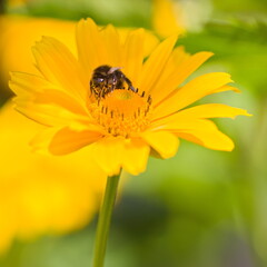 A bumblebee on a yellow flower in the garden