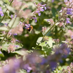 bumblebee on a nepeta flowers in the garden