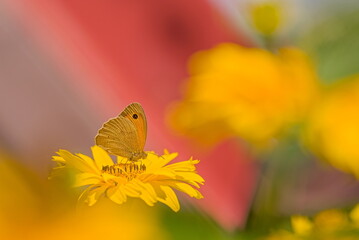Obraz premium Butterfly Meadow Brown on a yellow flower in the garden in the summer