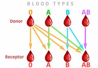 Blood types transfusion. Group chart graphic, correct donor and receptor. colored A AB B 0 types. Universal compatible recipient infographic. Illustration vector