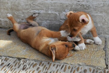 cachorros  jugando