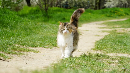 A beautiful fluffy cat walks around the yard on a summer day. Cat with tail up. A pet.