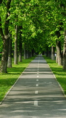 Fototapeta na wymiar Path between beautiful green trees. Alley in the city park. Bicycle path in the city. Summer day. Vacation concept.