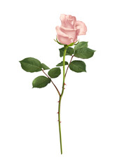 Obraz premium Rose Flower Realistic Composition