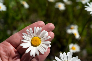daisy in the hands