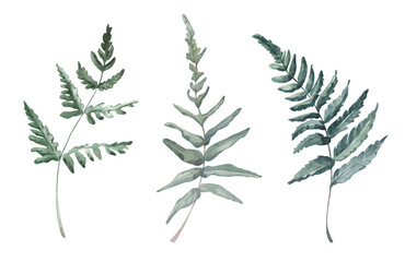 Hand painted watercolor ferns set. Summer and autumn theme.