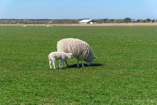 Sheep with lamb on a grassy field just behind the dunes on the island of Texel, Netherlands