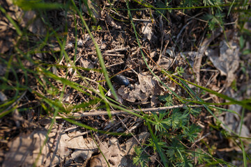 black bug on the ground among leaves and grass in the spring forest