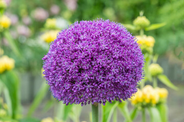 Zierlauch (Allium sp.)