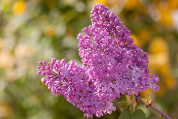 Gemeiner Flieder (Syringa vulgaris)