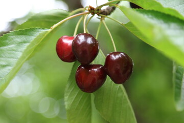 Cherry on the branch, 
famous product, Akşehir cherries. 
