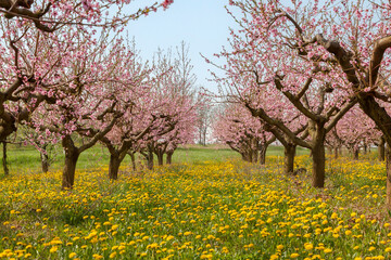 Blühende Pfirsichbäume (Prunus persica), Südpfalz