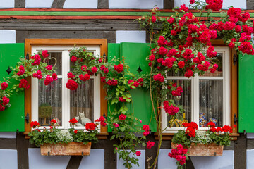 Fachwerkhaus, Fenster, Rosen, Blumendekoration - obrazy, fototapety, plakaty