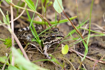 Portrait of an Epirus water frog, Pelophylax epeiroticus