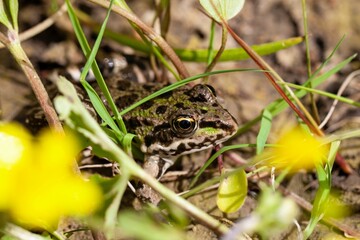Portrait of an Epirus water frog, Pelophylax epeiroticus