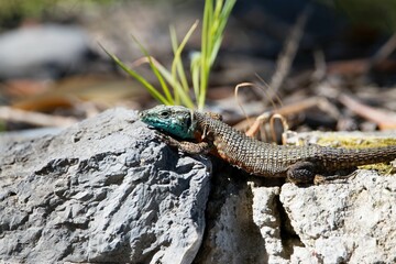 Male Dalmatian algyroides, Algyroides nigropunctatus