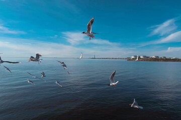 seagulls in flight