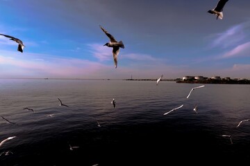 seagulls on the beach