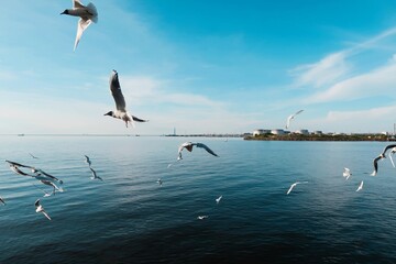 seagulls on the sea