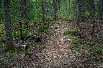 Estivant Pines Copper Harbor Michigan