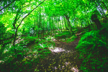 Hiking in forest landscape tree