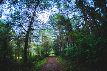 Hiking in forest landscape tree